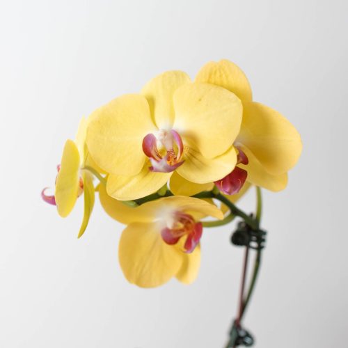 4 ORCHID PHALAENOPSIS YELLOW 2