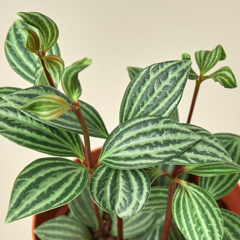 4 PEPEROMIA PARALLEL 2