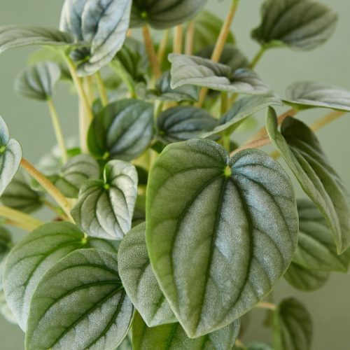 4 PEPEROMIA PLATINUM 2