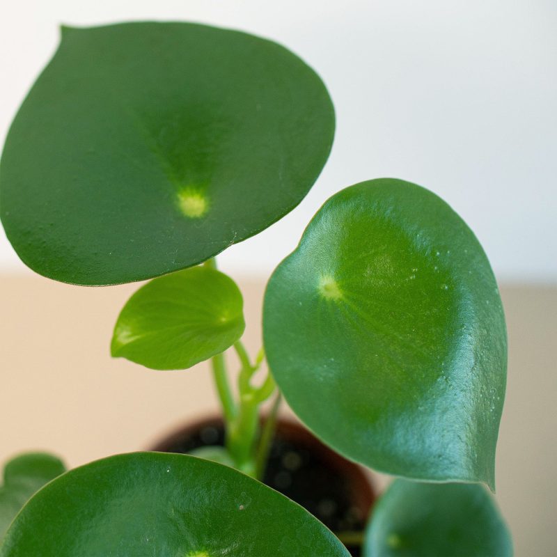 4 PEPEROMIA RAINDROP 2