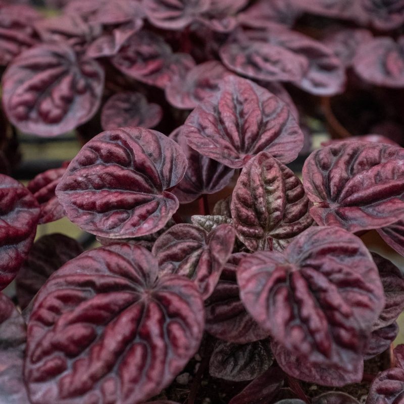 4 PEPEROMIA RIPPLE.RED 2