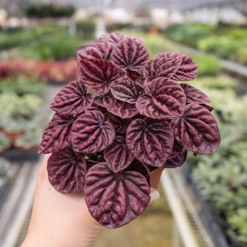 4 PEPEROMIA RIPPLE.RED 4