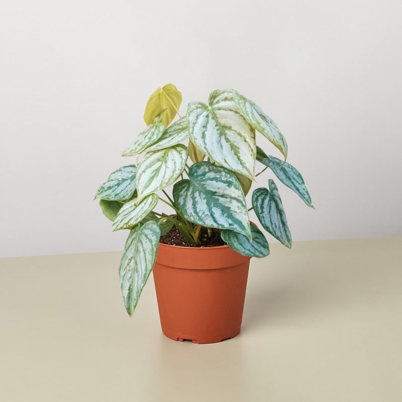 4 PHILODENDRON BRANDI