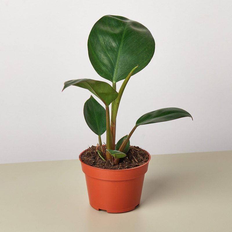 4 PHILODENDRON CONGO.ROJO MAIN