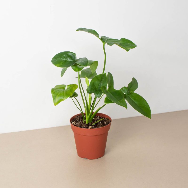 4 PHILODENDRON GOELDII 1