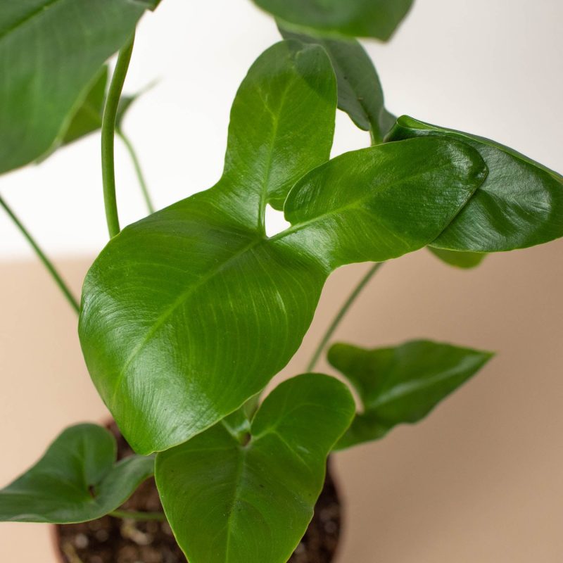 4 PHILODENDRON GOELDII 2