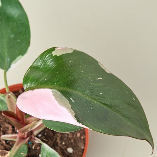 4 PHILODENDRON PINKPRINCESS 2