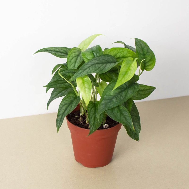 4 PHILODENDRON SILTEPECANA 1