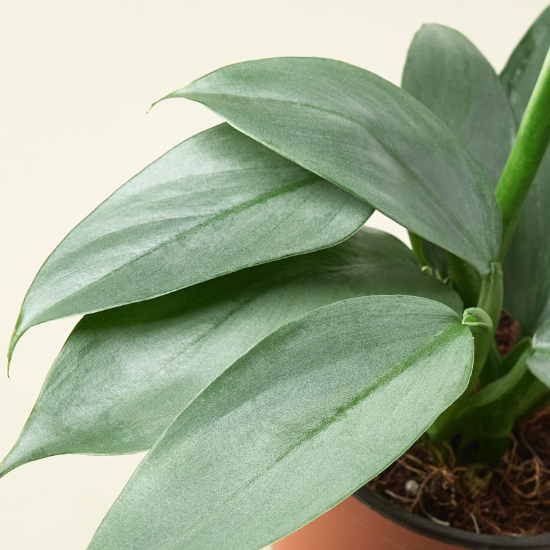 4 PHILODENDRON SILVERSWORD 2