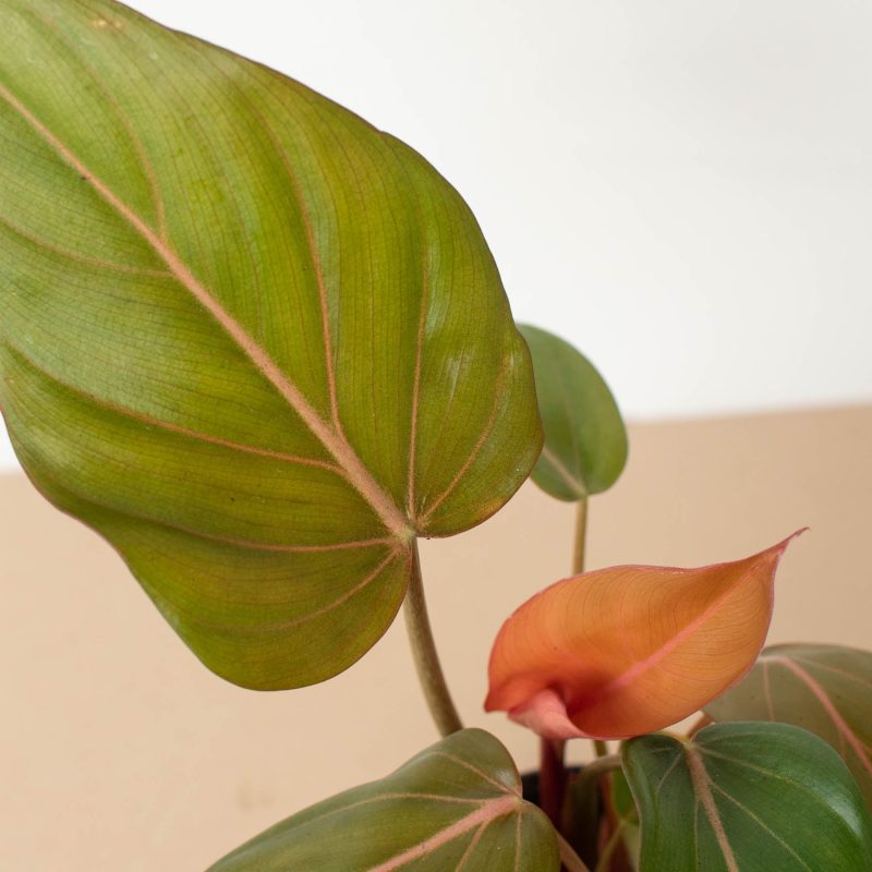 4 PHILODENDRON SUMMER.GLORY 2