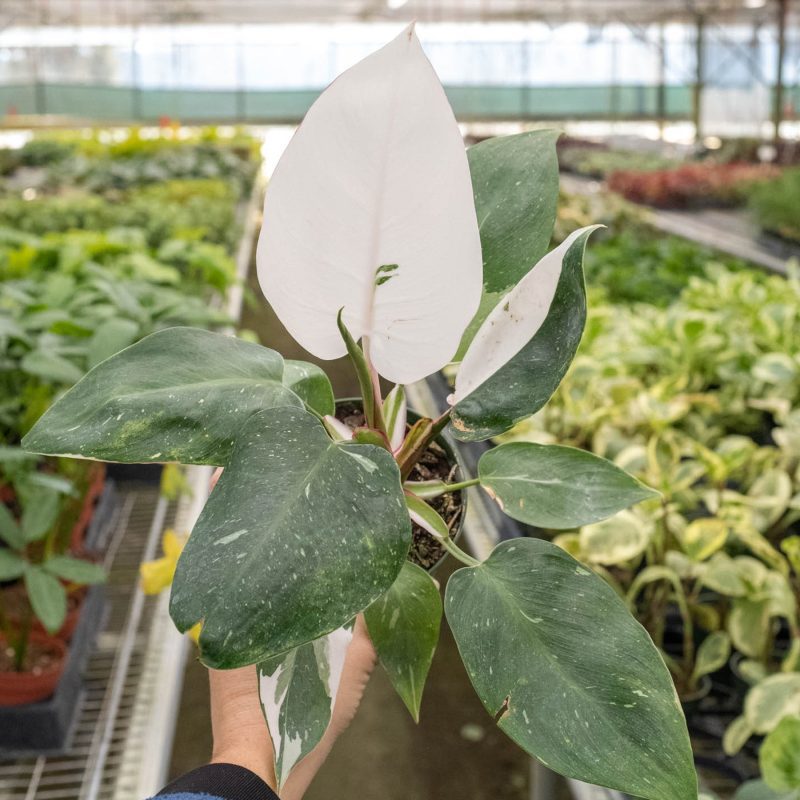 4 PHILODENDRON WHITE.PRINCESS 4