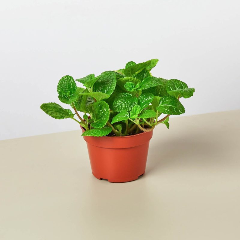 4 PILEA CRINKLE 1