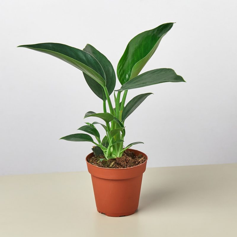 4 Philodendron CongoGreen