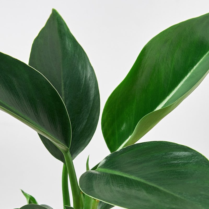 4 Philodendron CongoGreen DETAIL