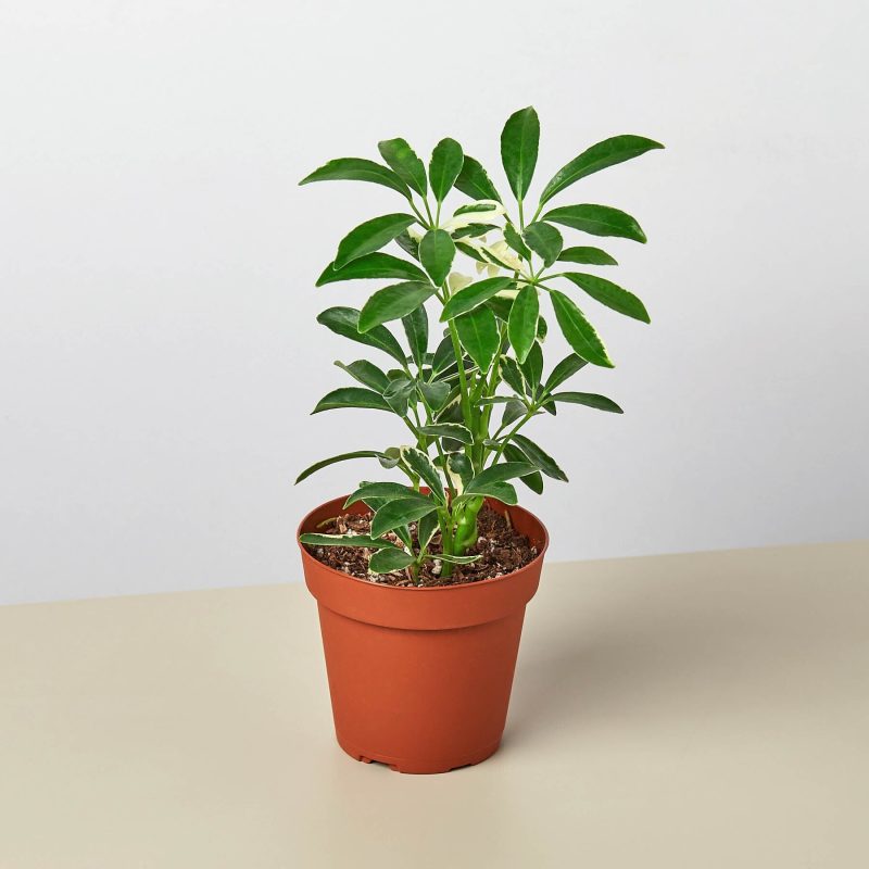 4 SCHEFFLERA MOONDROP 1