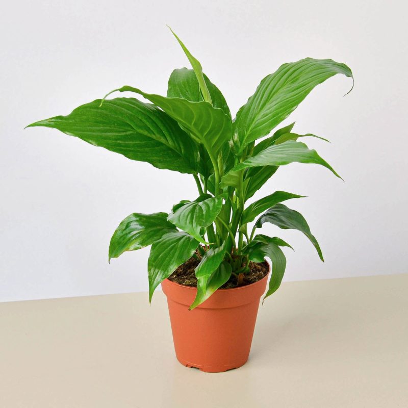 4 SPATHIPHYLLUM GREEN 1