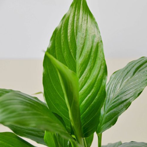 4 SPATHIPHYLLUM GREEN 2 1