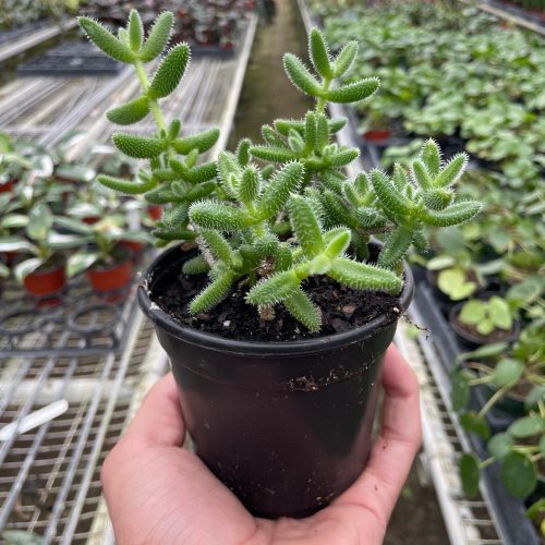 4 SUCC DELOSPERMA PICKLE.PLANT TEMP 2.1.24