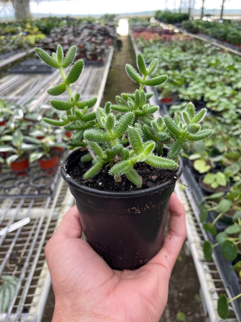 4 SUCC DELOSPERMA PICKLE.PLANT TEMP 2.1.24