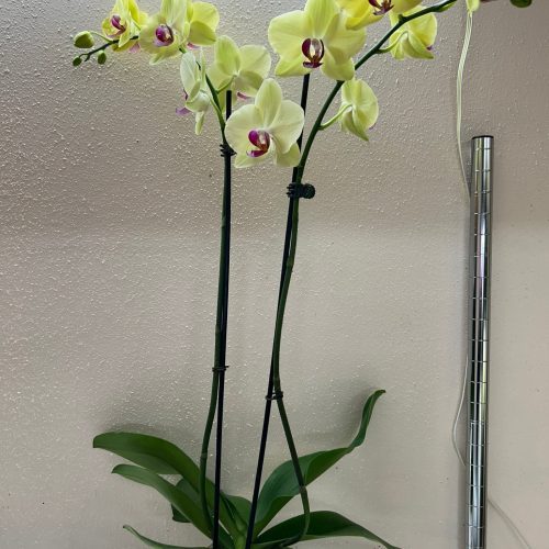 5 PHALAENOPSIS YELLOW DS TEMP 12.6.23