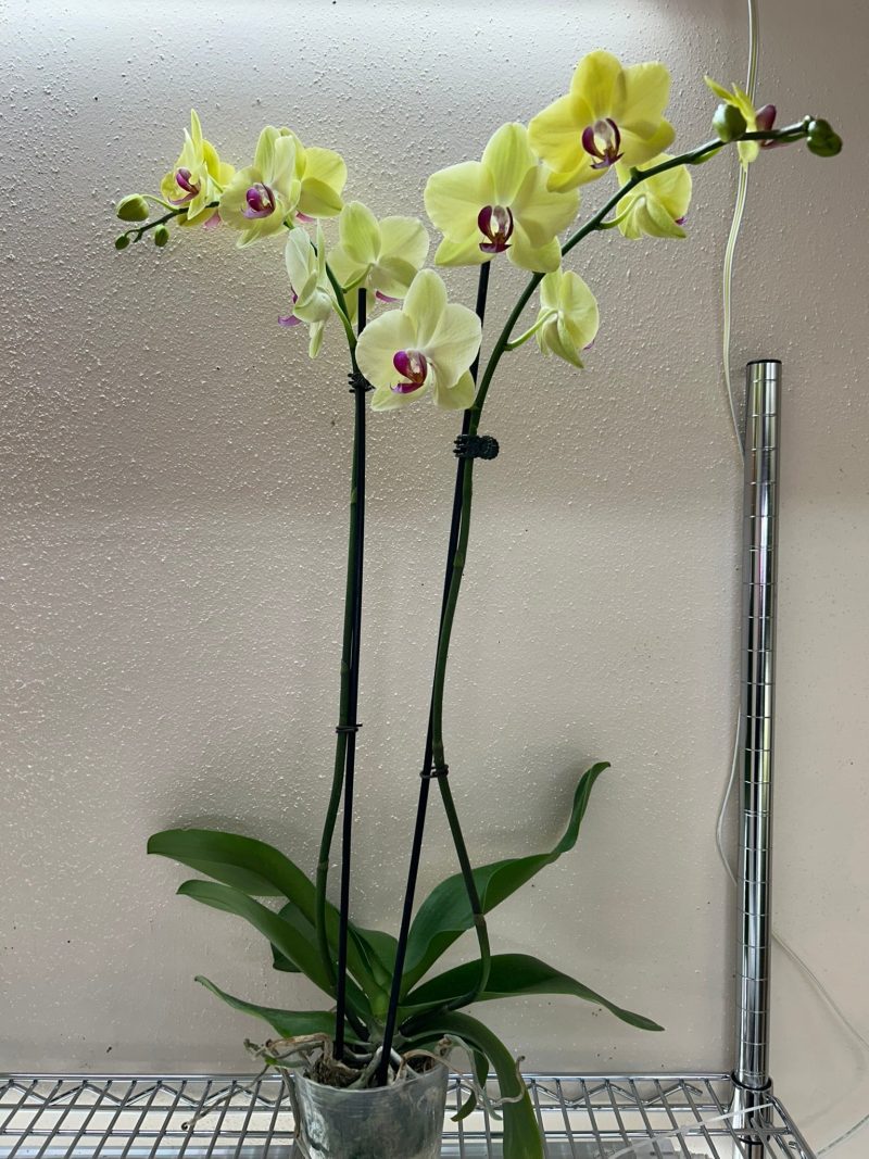 5 PHALAENOPSIS YELLOW DS TEMP 12.6.23