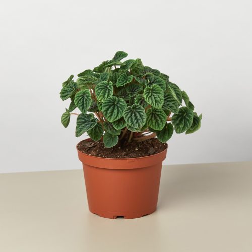 6 PEPEROMIA CAPERATARIPPLE 1