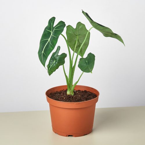 6 ALOCASIA FRYDEK 1