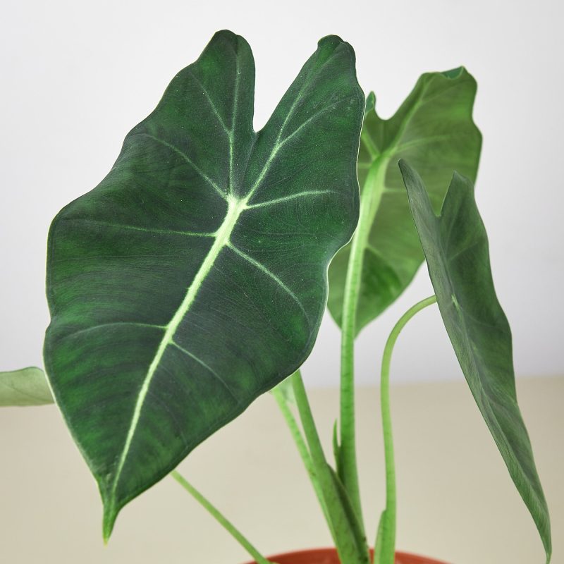 6 ALOCASIA FRYDEK 2