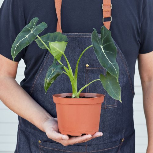 6 ALOCASIA FRYDEK 3