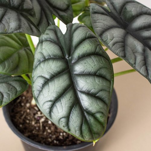 6 ALOCASIA SILVER.DRAGON 2