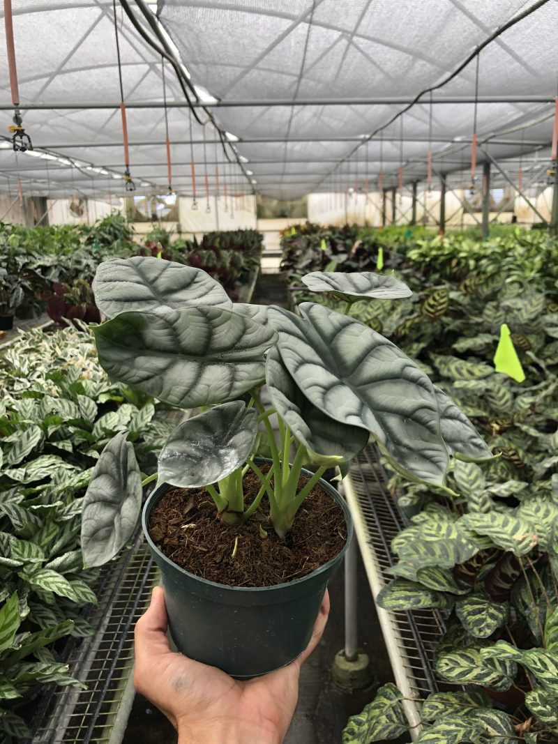 6 ALOCASIA SILVER.DRAGON TEMP