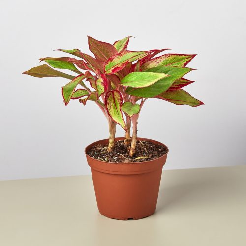 6 CH.EVERGREEN RED.SIAM 1