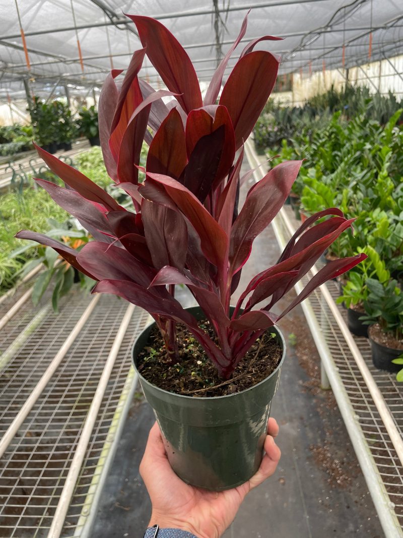 6 CORDYLINE.CALYPSO.QUEEN TEMP 2.29.24