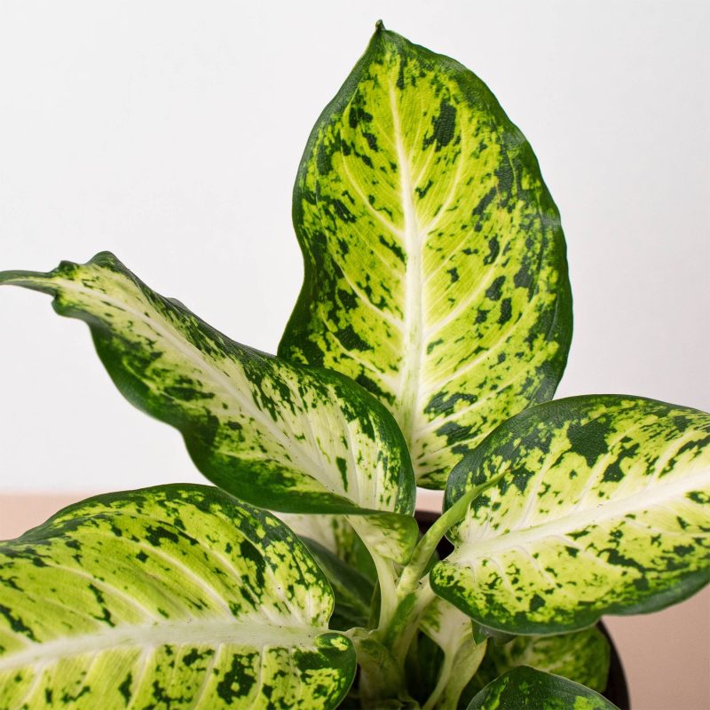 6 DIEFFENBACHIA AMY 2