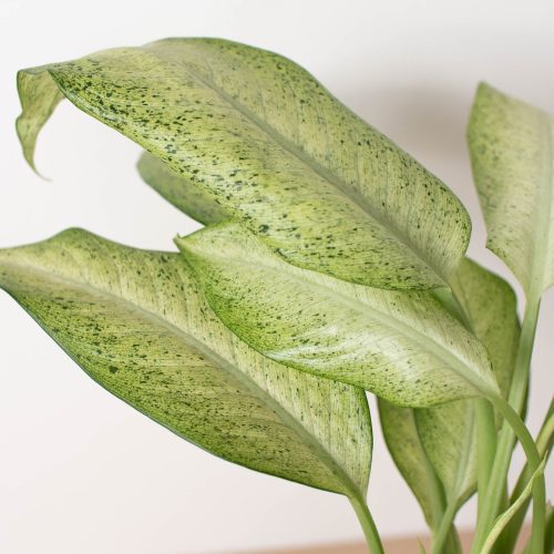 6 DIEFFENBACHIA CAMOUFLAGE 2