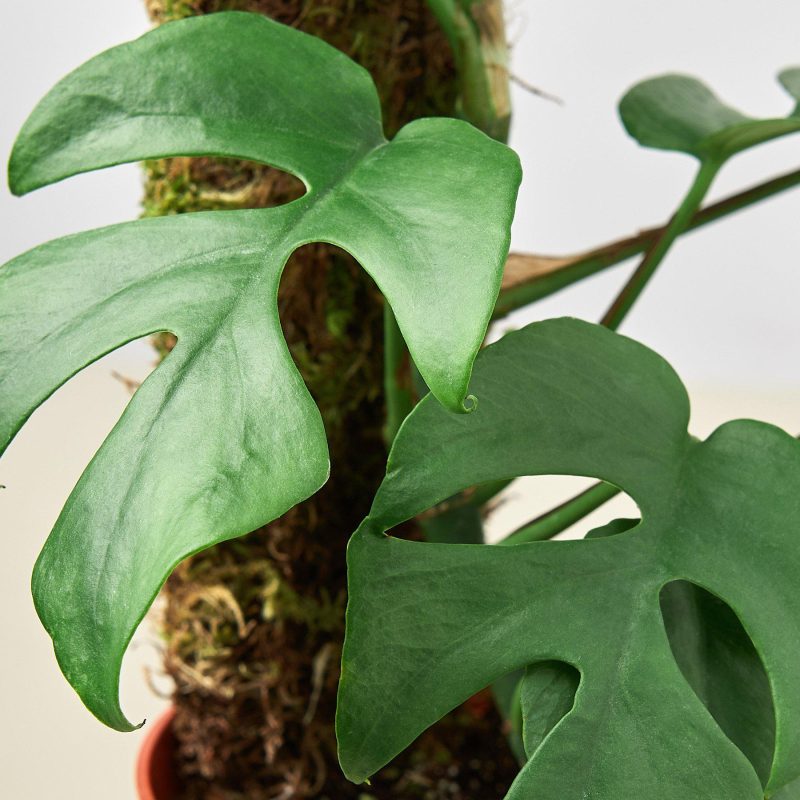 6 Monstera Minima moss backer DETAIL 79acfb9d 6ebd 4c0f a6fb e9de5ee9d26c