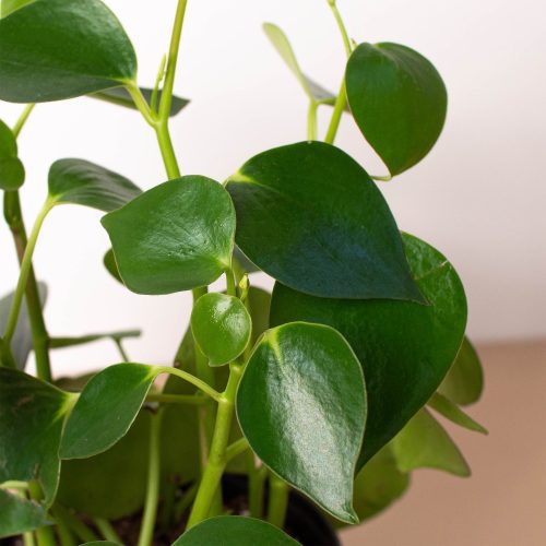 6 PEPEROMIA RAINDROP 2