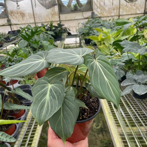 6 PHILODENDRON GLORIOSUM TEMP