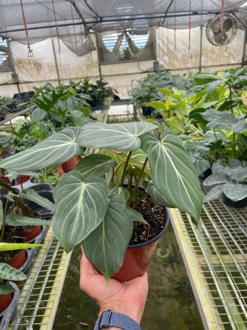 6 PHILODENDRON GLORIOSUM TEMP