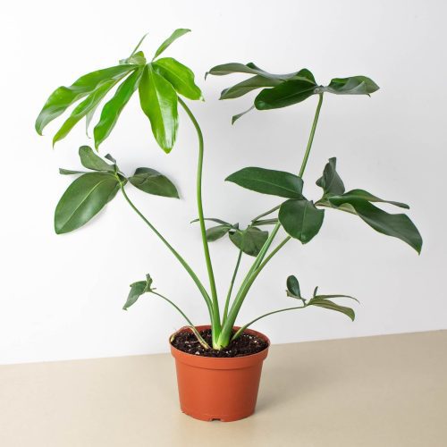 6 PHILODENDRON GOELDII 1