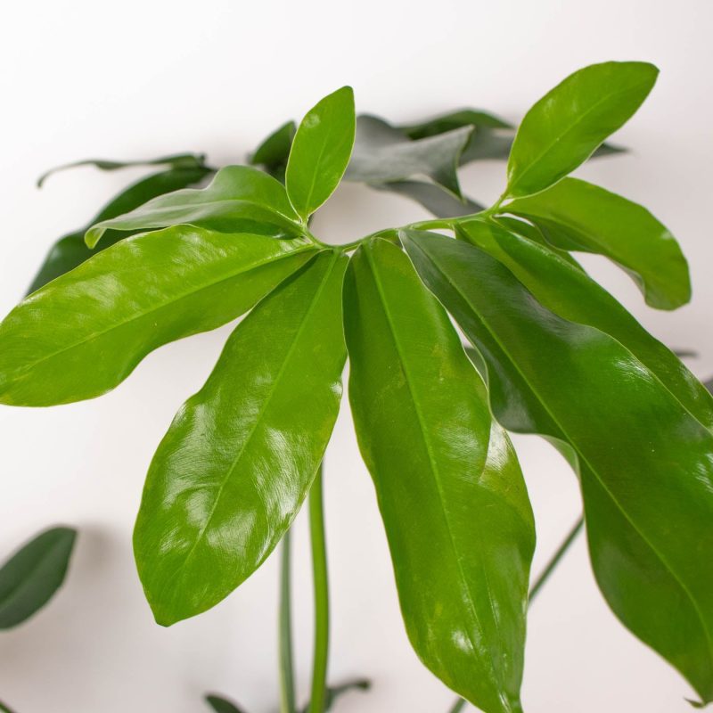 6 PHILODENDRON GOELDII 2