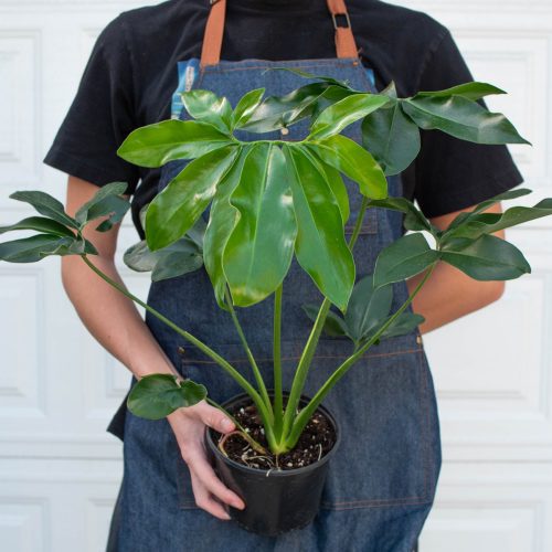 6 PHILODENDRON GOELDII 3