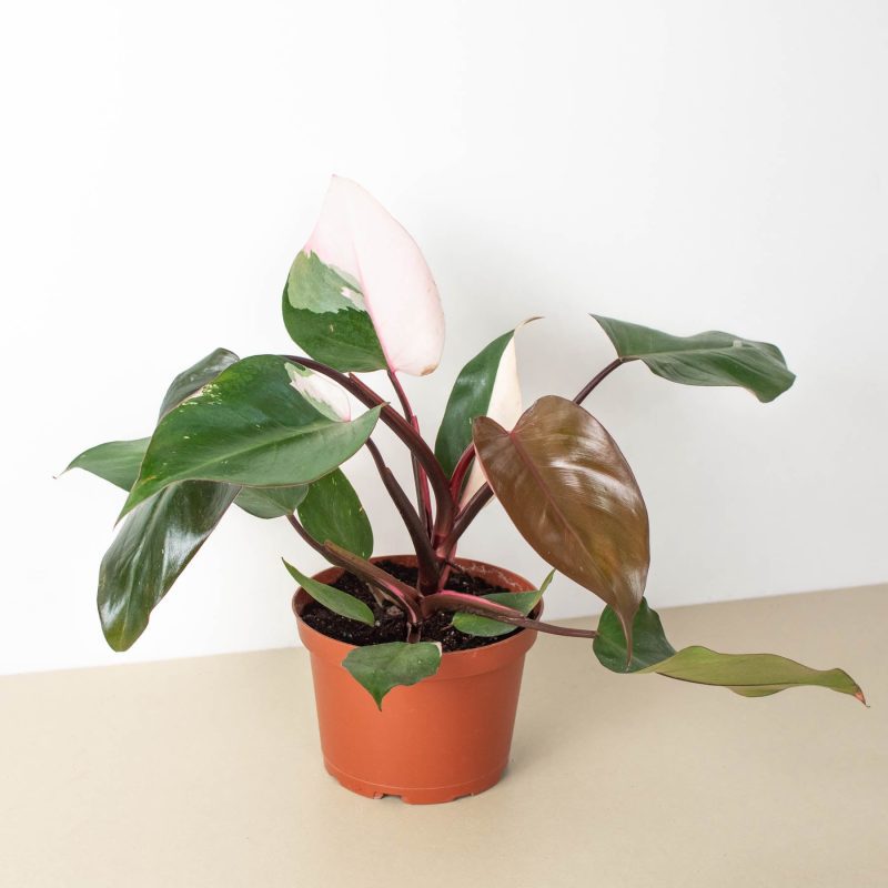 6 PHILODENDRON PINK.PRINCESS 1