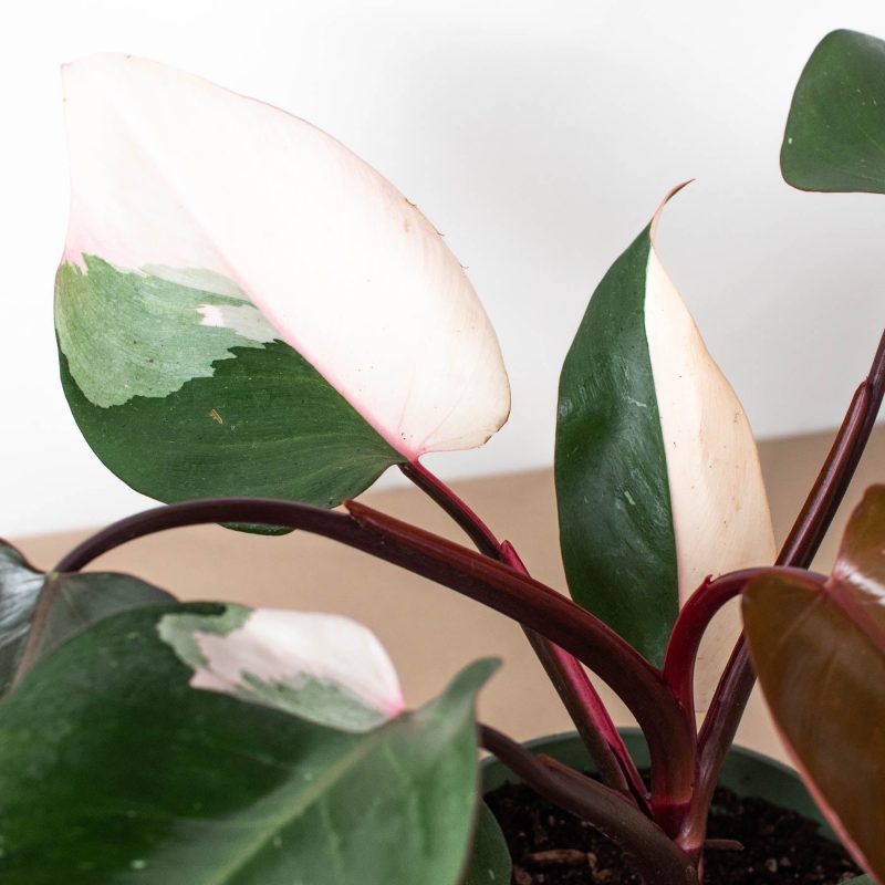 6 PHILODENDRON PINK.PRINCESS 2