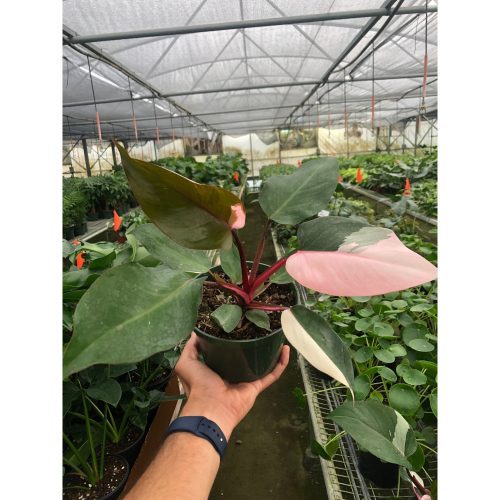 6 PHILODENDRON PINK.PRINCESS TEMP