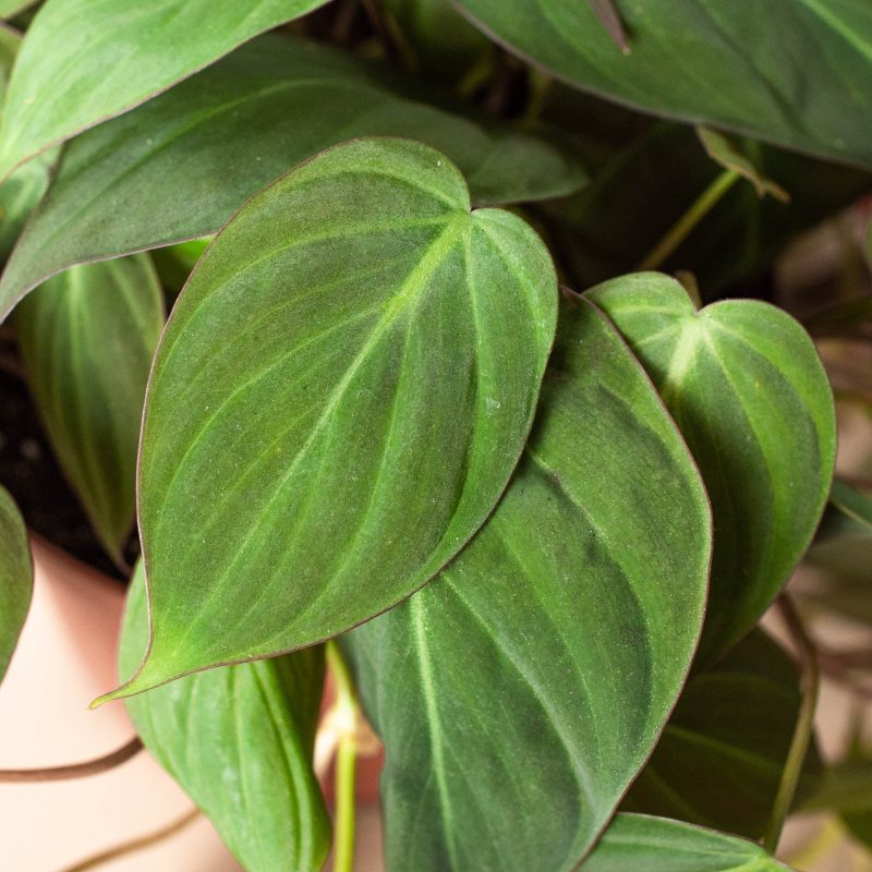 6 PHILODENDRON VELVET 2