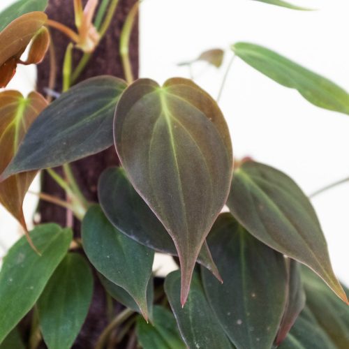 6 PHILODENDRON VELVET POLE 2