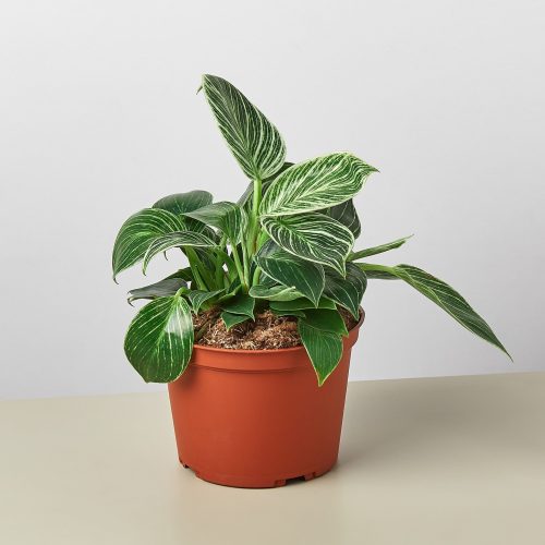 6 Philodendron Birkin