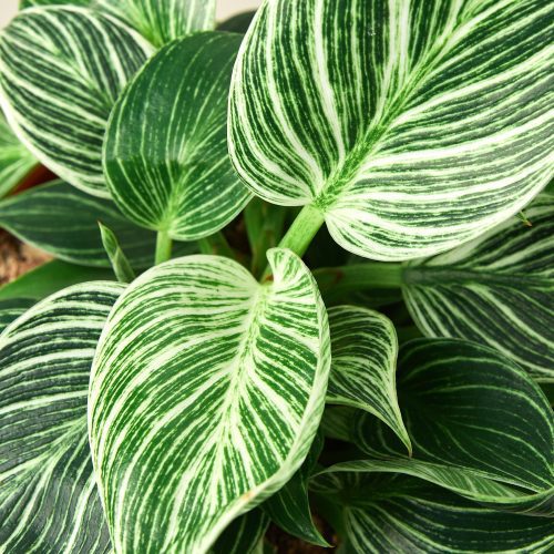 6 Philodendron Birkin DETAIL