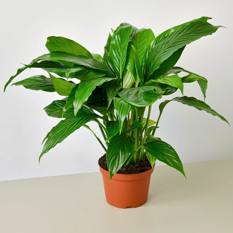 6 SPATHIPHYLLUM GREEN 1